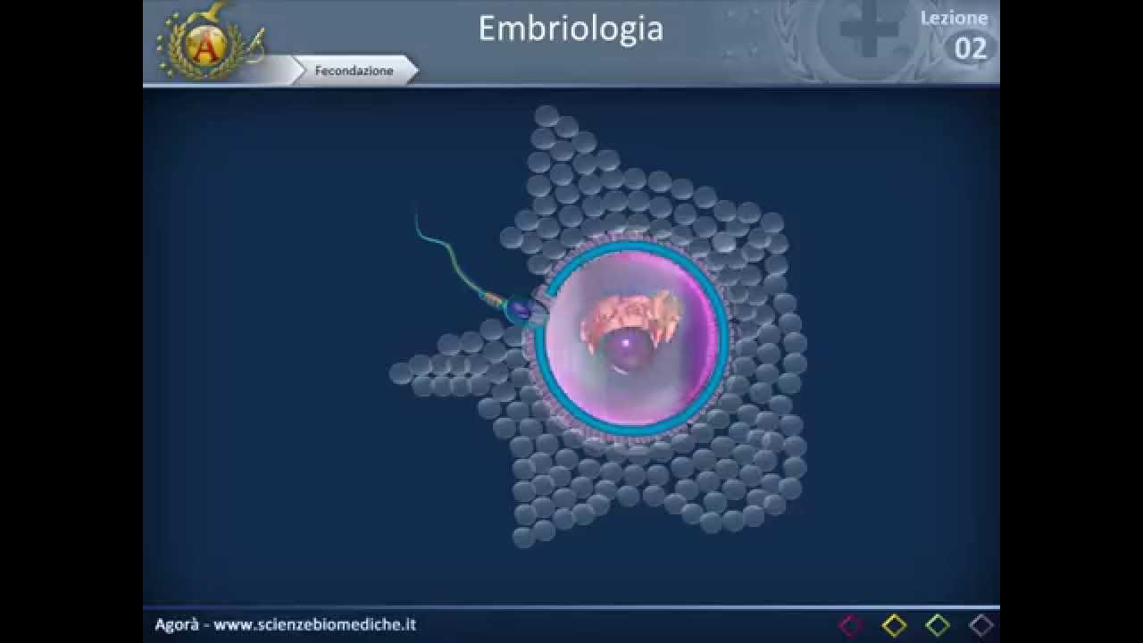 Embriologia 02 - Spermatogenesi, fecondazione e prima settimana