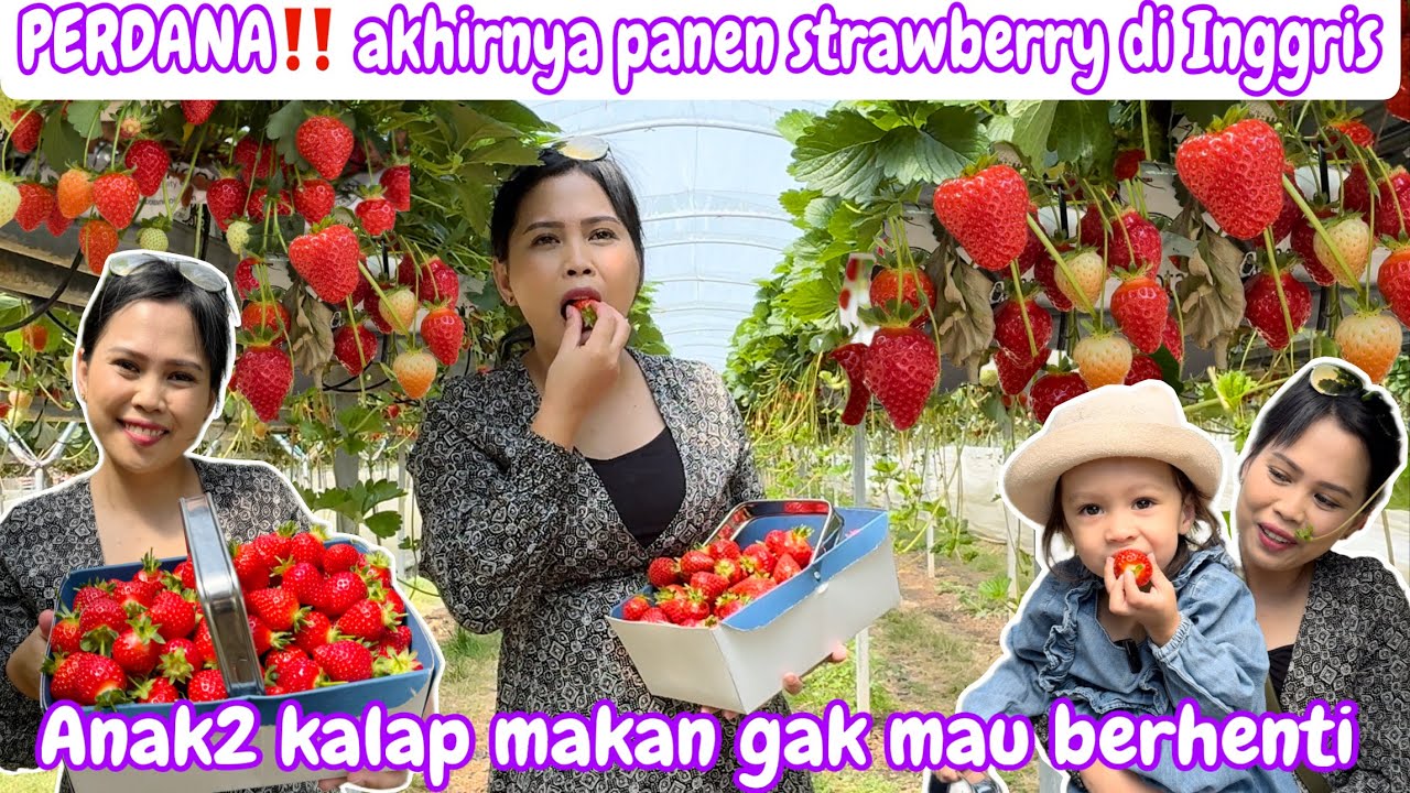 PERDANA‼️AKHIRNYA PANEN STRAWBERRY DI INGGRIS || ANAK2 KALAP MAKAN SAMPE GAK MAU BERHENTI