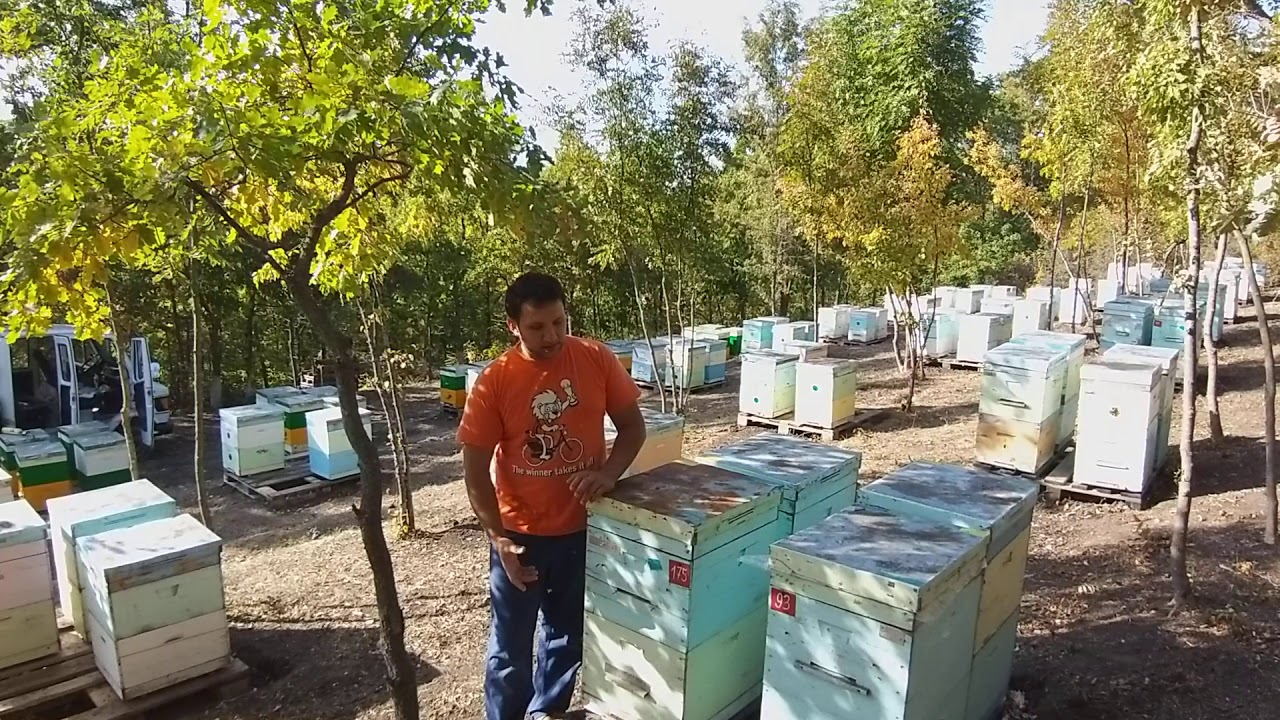 Apis Sacara. Dece iernam pe doua caturi...