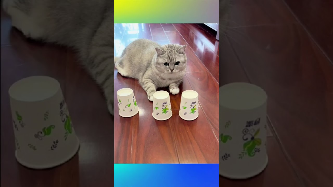 🐱🧠 Gatinho mostrando que é esperto demais! 