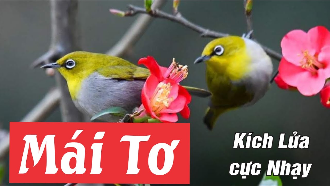 Khuyên Mái Kích Trống Lên Lửa Cực Nhạy