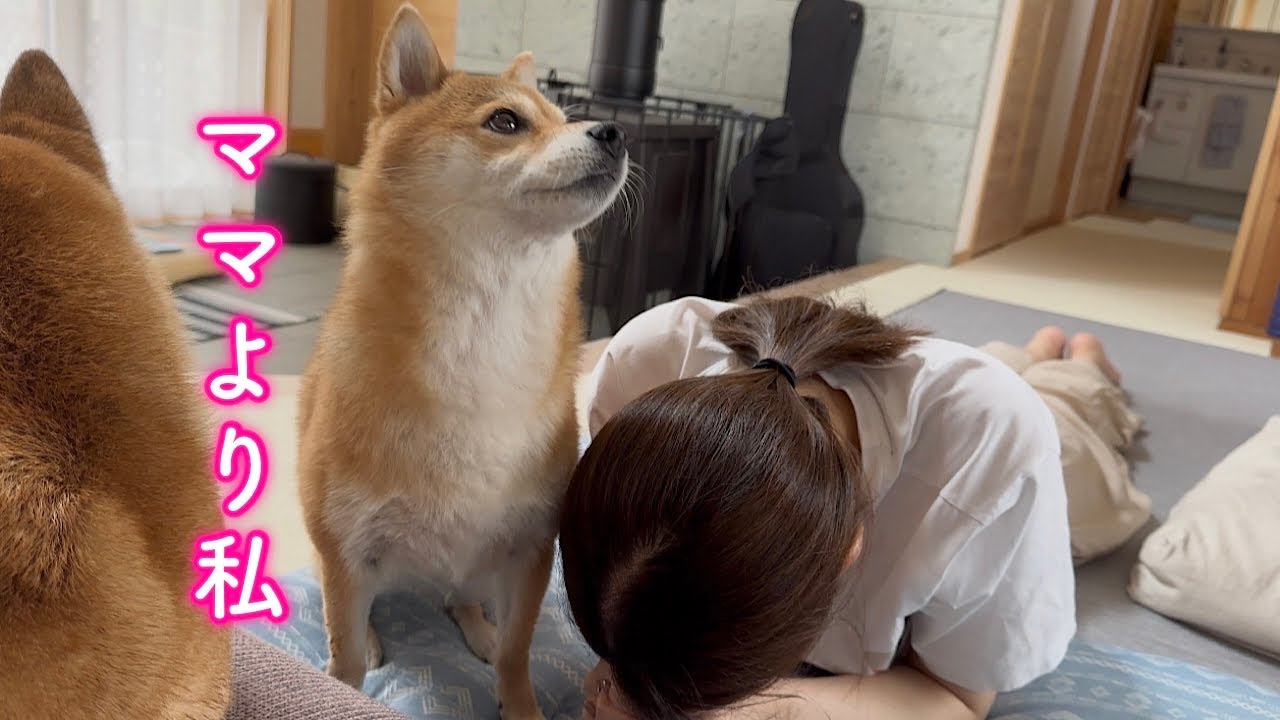パパが自分よりママを優先させると色気を出してアピールしてくる柴犬が可愛い