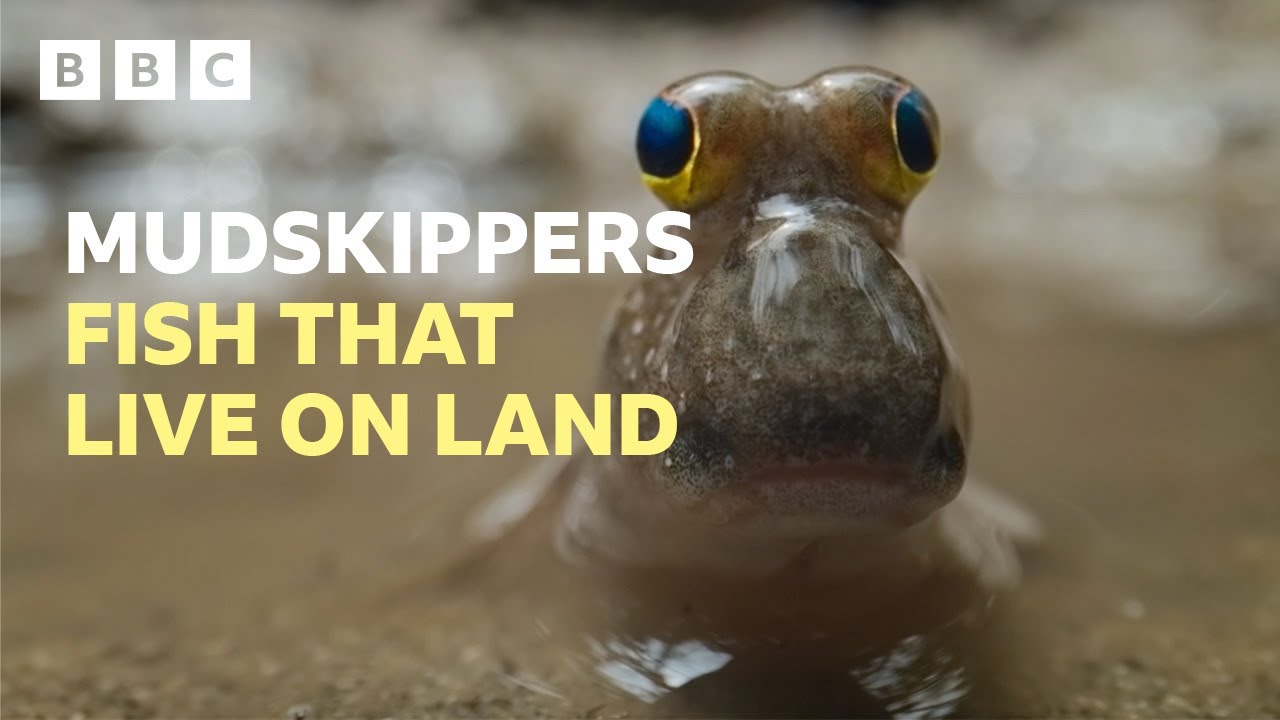 Mudskippers - The remarkable fish that live on land | Asia - BBC