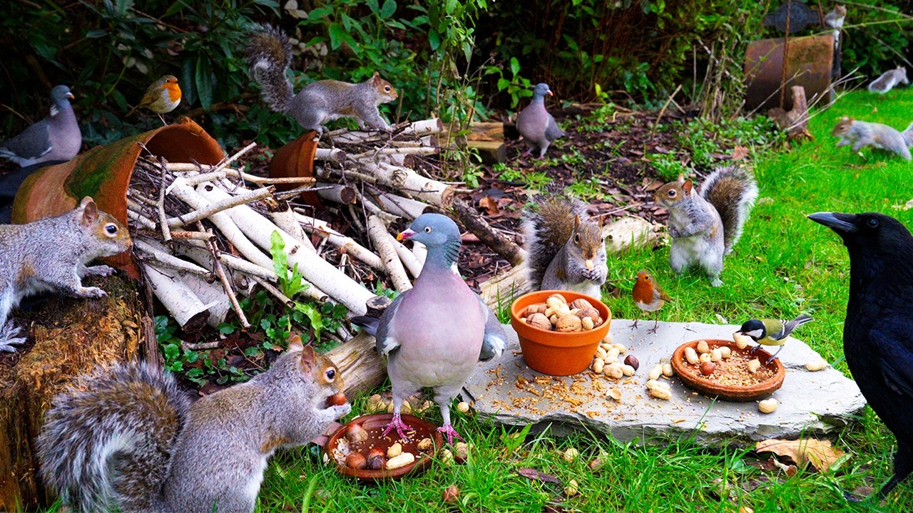 Птицы для кошек 🕊️ Птицы и белки устраивают рок-вечеринку 🐿️ Тв для кошек 4K HDR