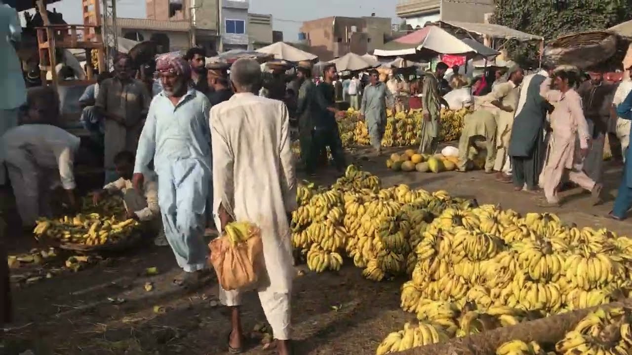 Banana Sales in Mandi II Kalera Fruit Farms