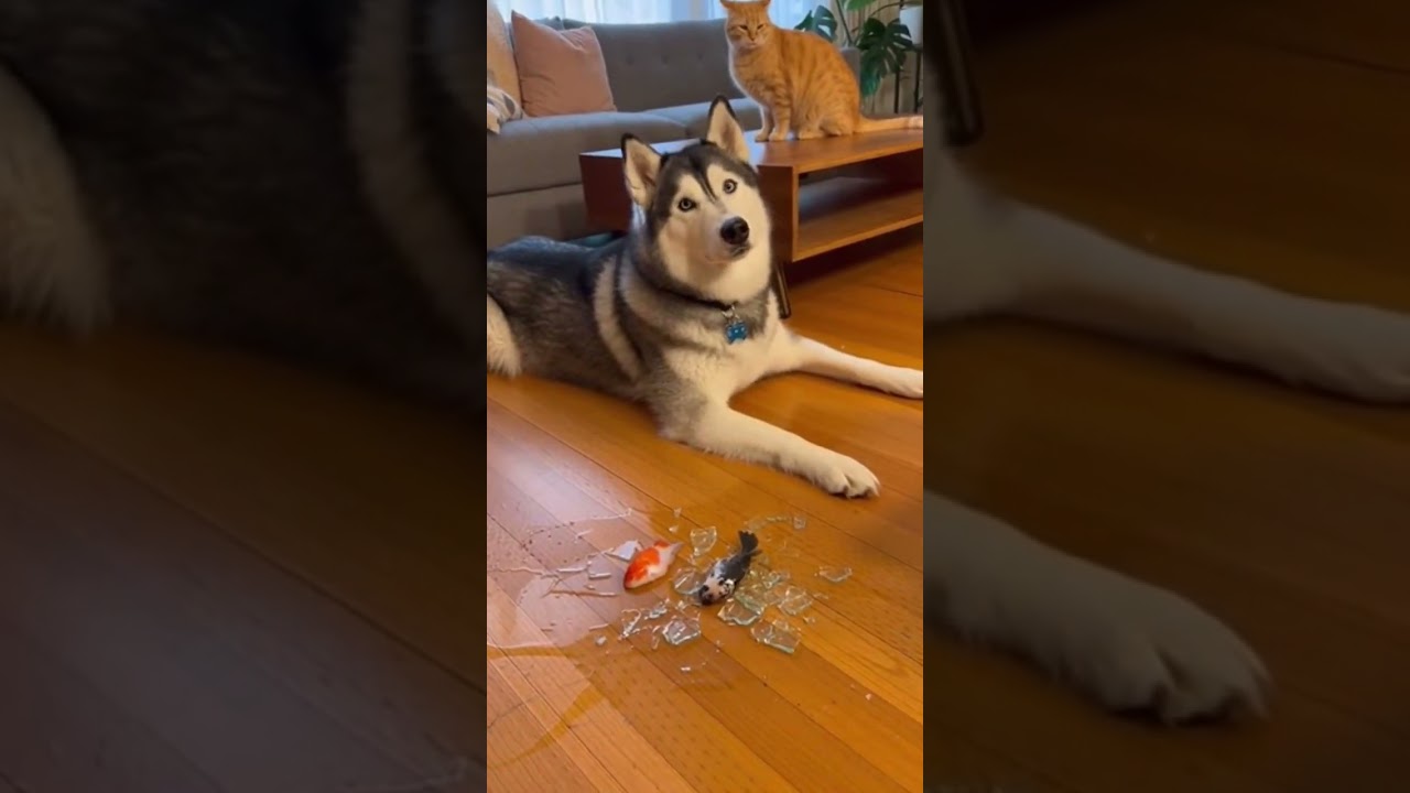 Who Made This Mess? The Husky Says It Was the Cat! 