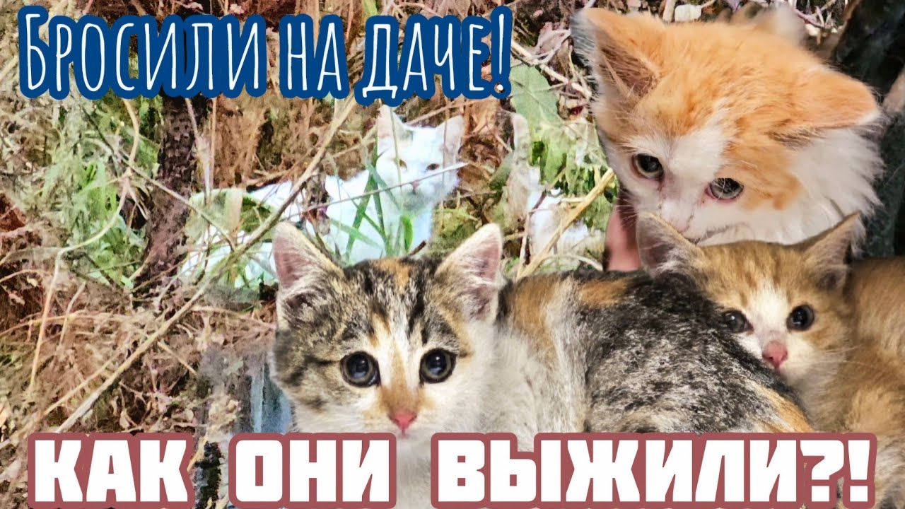 Кошка поняла что её бросили/она привела котят на заброшку чтобы выжить/идти некуда/help save the cat