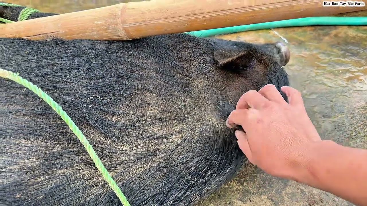 Mổ Lợn Ăn Tết | Hoa Ban Tây Bắc Farm