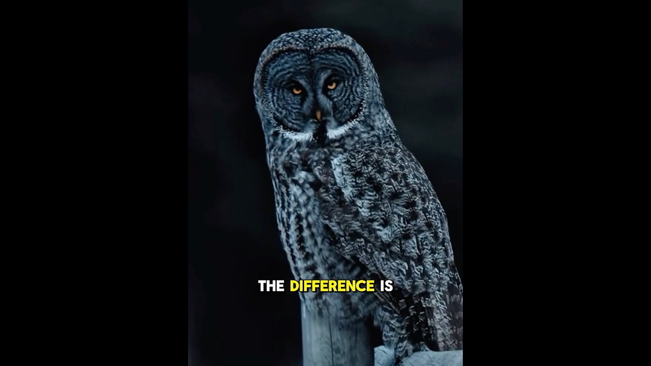 This is why owls can fly without making a sound