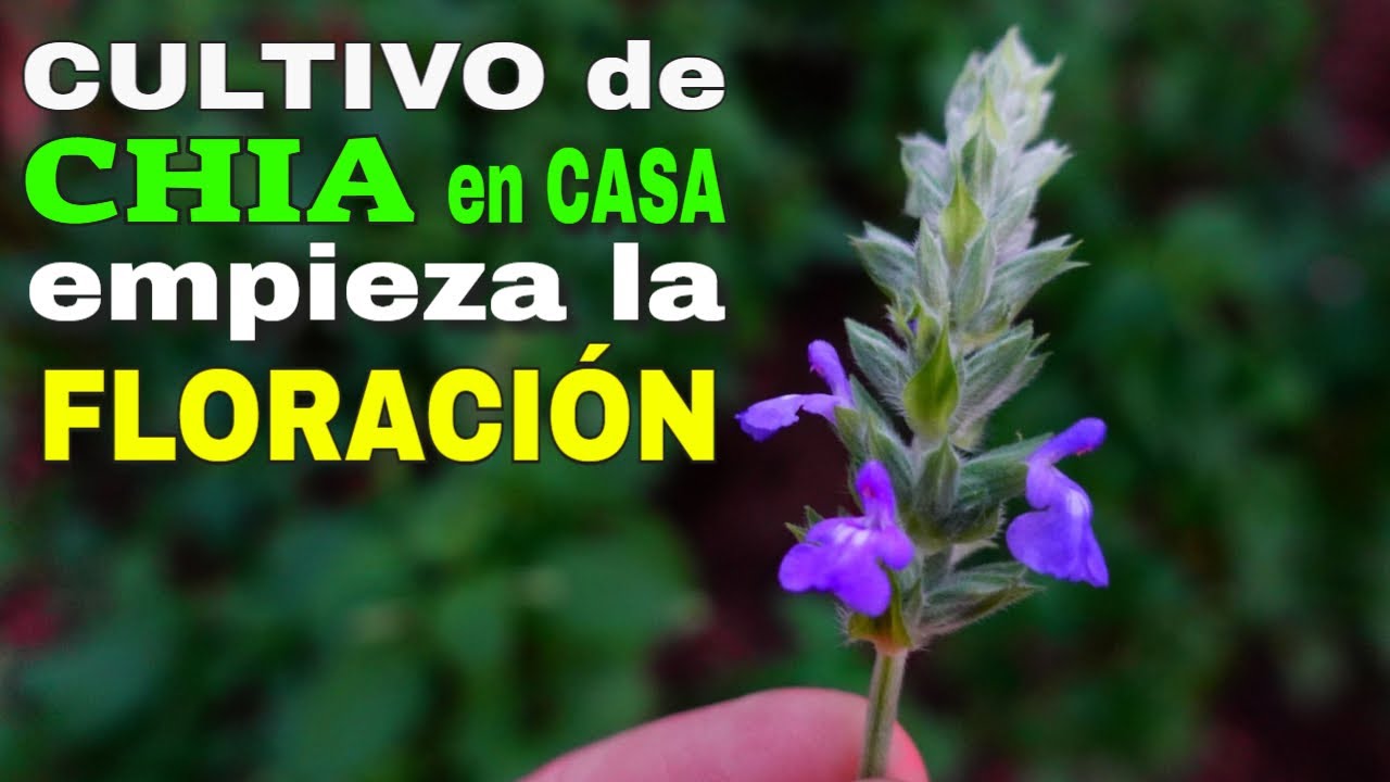 🟢Avance del Cultivo de Chia en Casa 2022 (FLOR de CHIA)✅