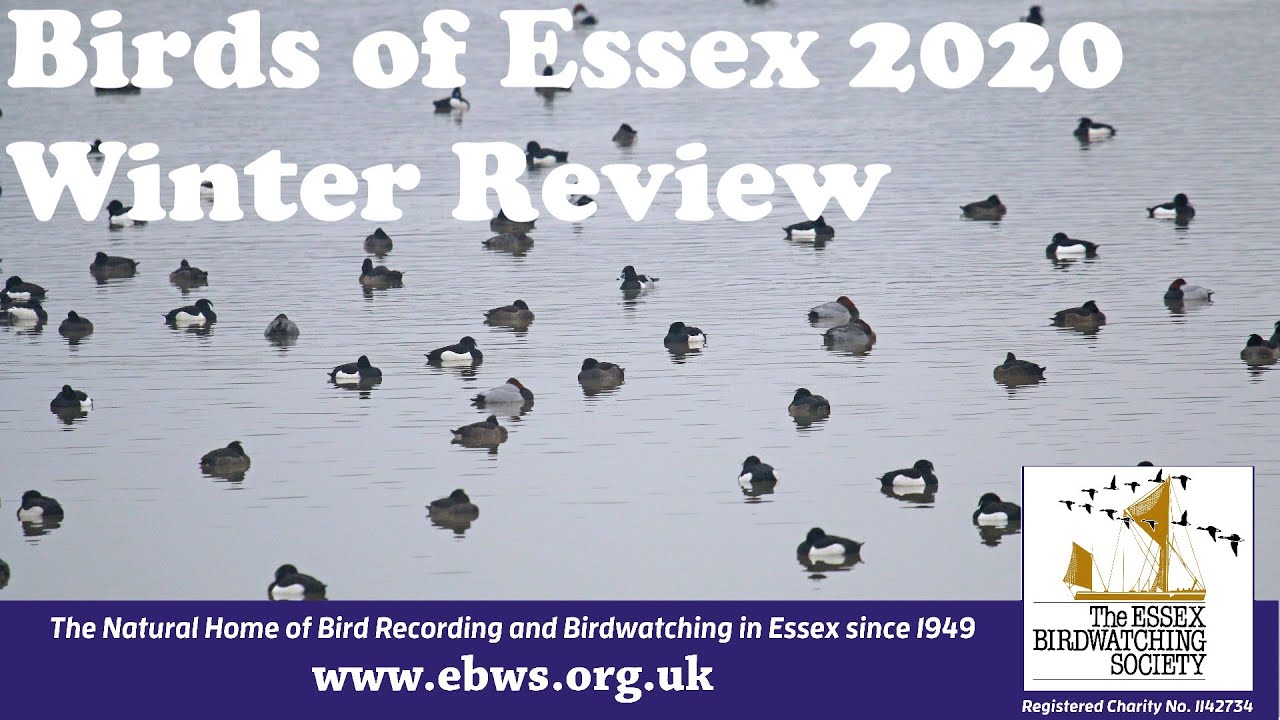 Birds of Essex: Review 2020 Part 1 Winter