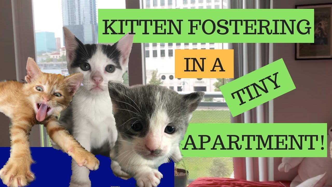 Can I Foster Kittens in an Apartment? Here's how!