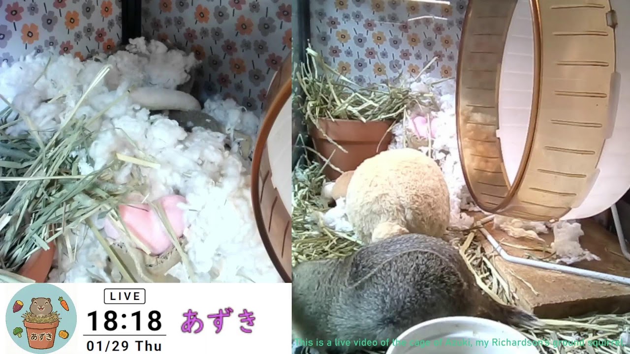2026-01-29 チモシー沢山入れてみた