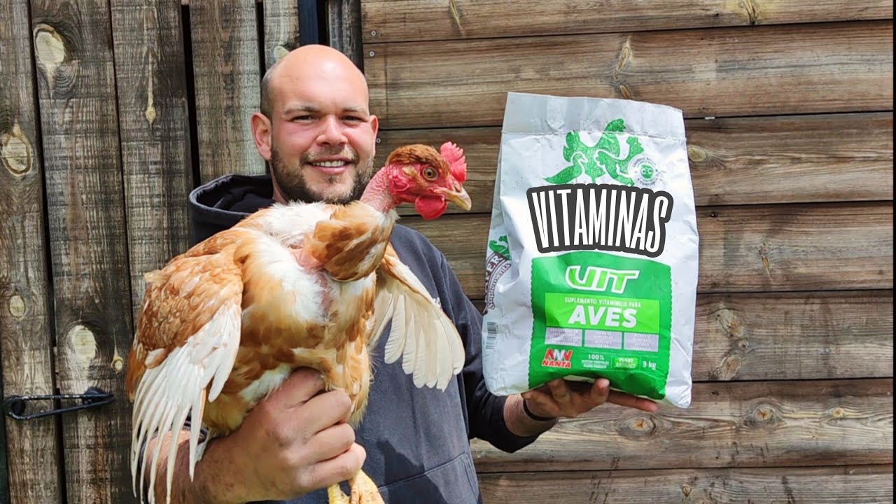 Gallinas: Lo Que Nadie Me Contó al Empezar: Las Vitaminas que Uso