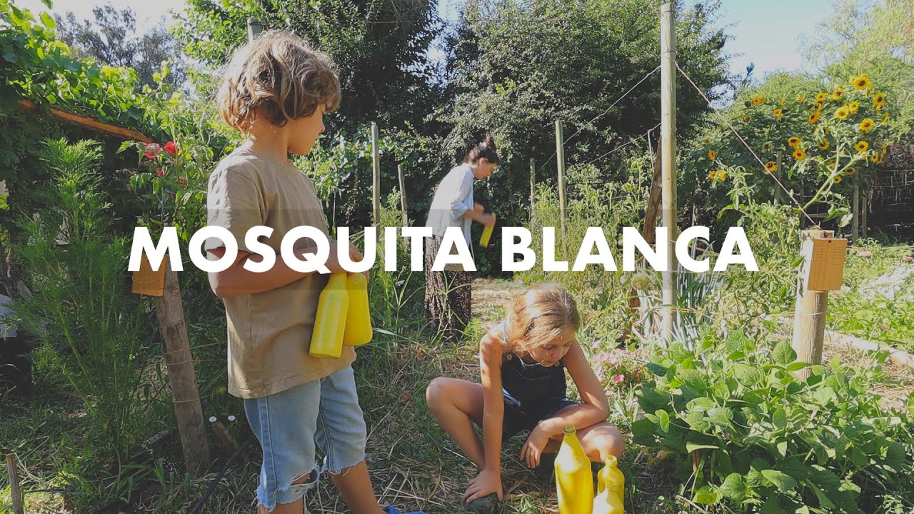 Toda la Artillería contra la Mosquita Blanca! | Más Trasplantes y Feliz Navidad!