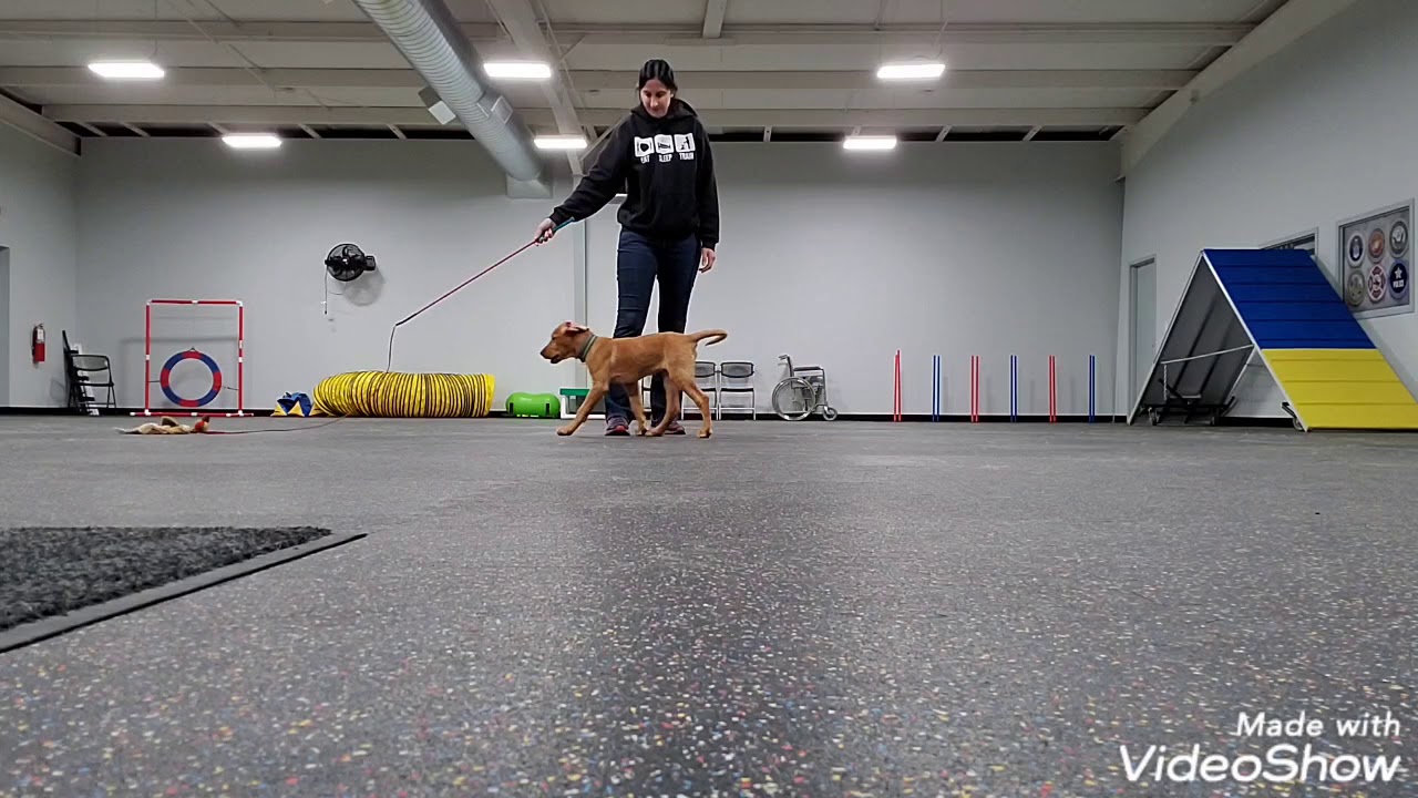 Flirt Pole Training: Part 2: Adding Control In The Chase