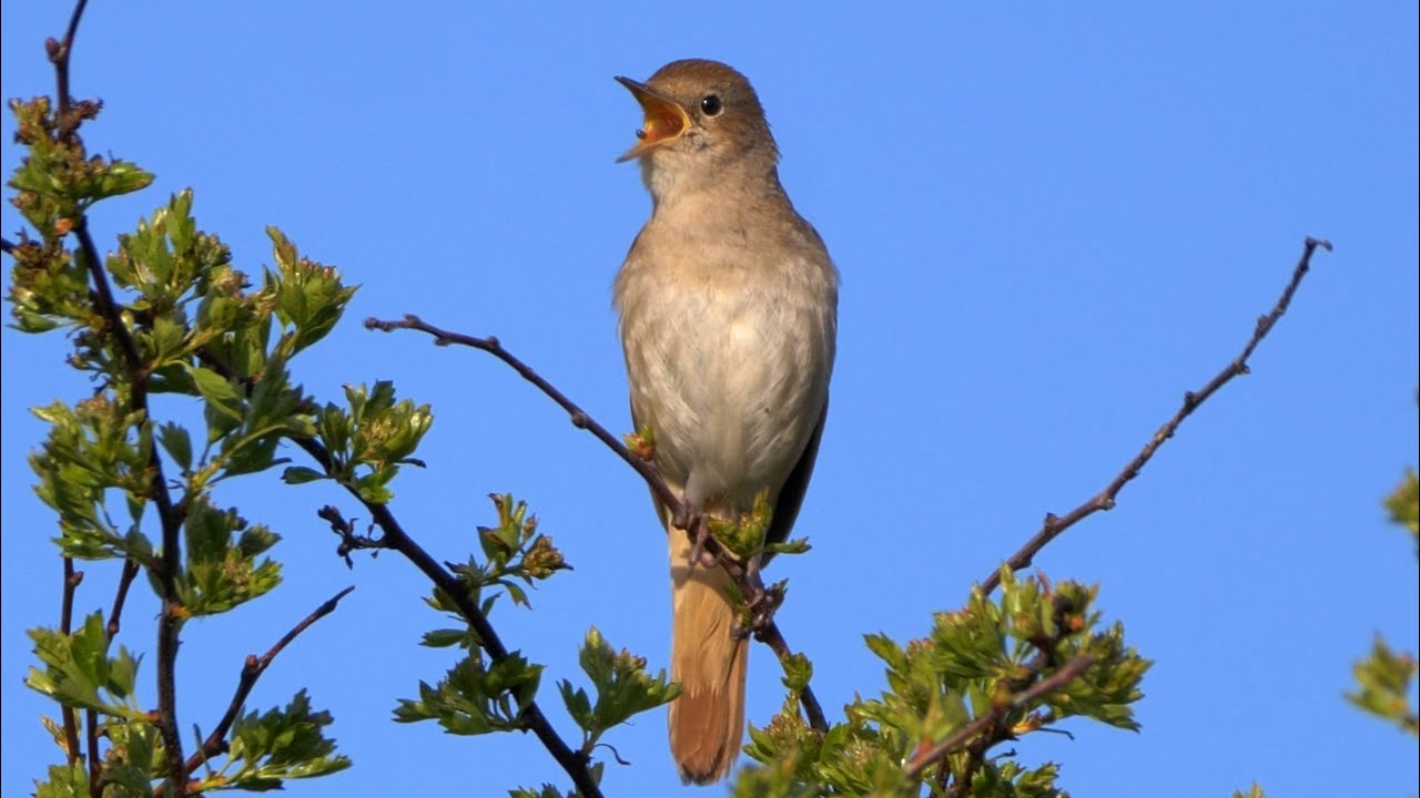 European Bird Sounds: 22 Singing Birds