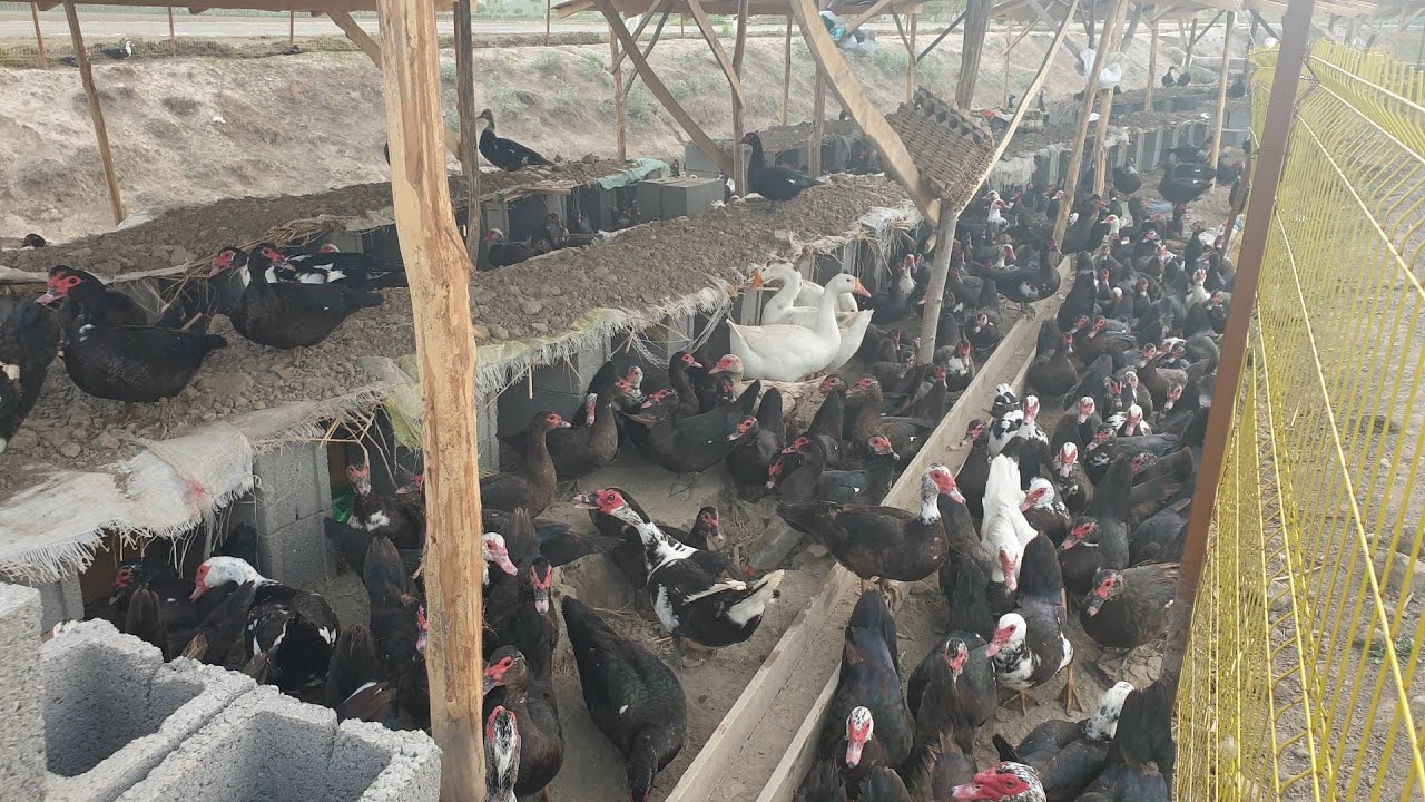 1000 та Индоутка бизнеси 10.000$ Даромадга якин колди