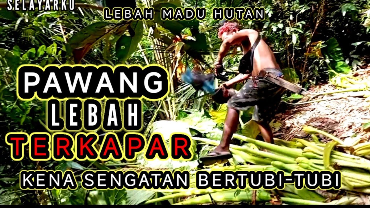 Pawang lebah tersengat dan lari  oontang-panting dikejar lebah @selayarku1898 