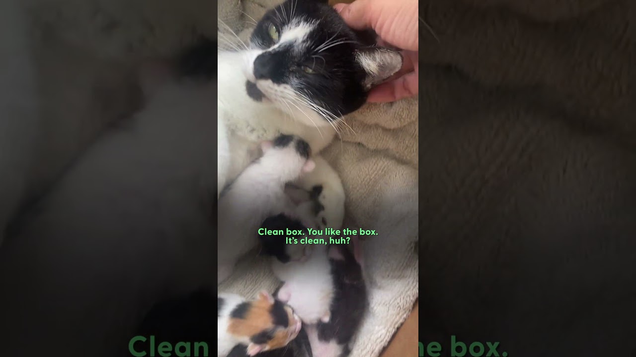 Stray Cat Gives Birth In Woman's Jeep | The Dodo