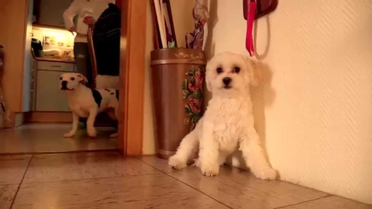 Hundewelpen spielen miteinander