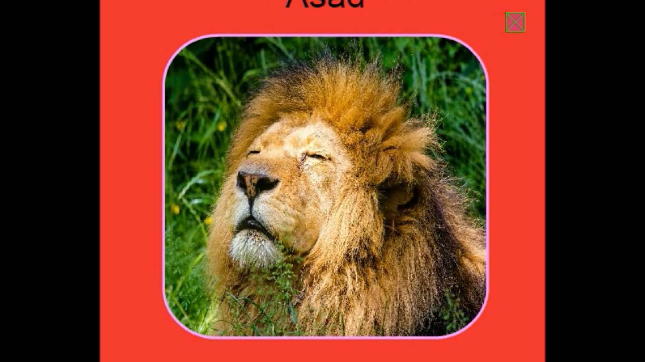 Learn Arabic for beginners