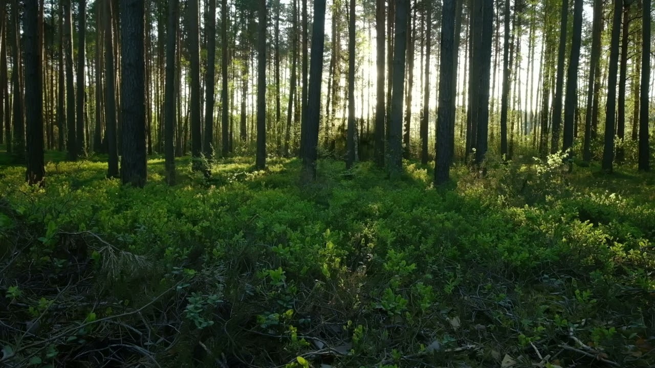 Beautiful Sunrise in Forest with Nature and Bird Sounds 🕊️