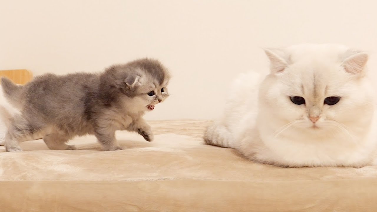 A kitten who challenges the father cat to a fight. But in one hit...