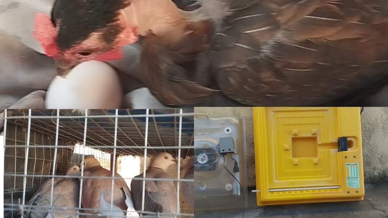 Preparando a chocadeira e as amas seca , pra tirar filhotes de perdiz chukar, Califórnia e rojas.
