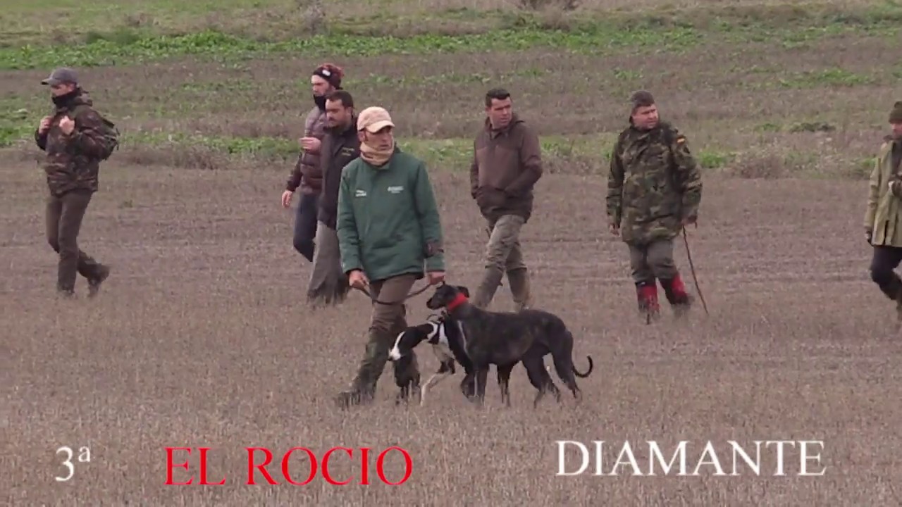 GALGOS: COPA ZAMORA 