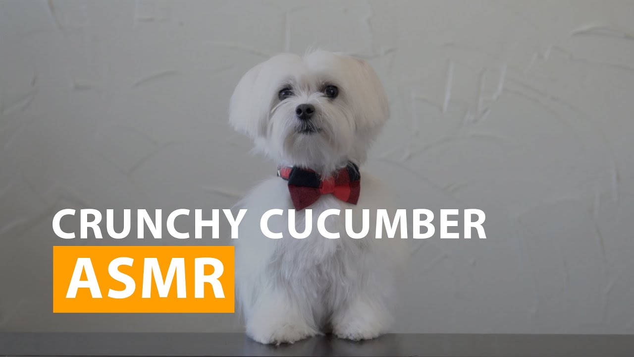 ASMR Maltese Dog Reviewing Food! - Maltese Dogs Playing!