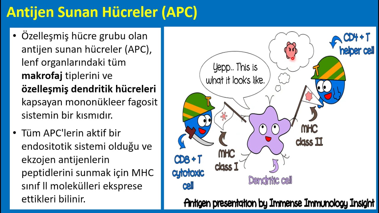 Lenforetiküler sistemin gelişimi ve histolojisi (Lenf Nodu - Timus - Dalak - Tonsillalar)