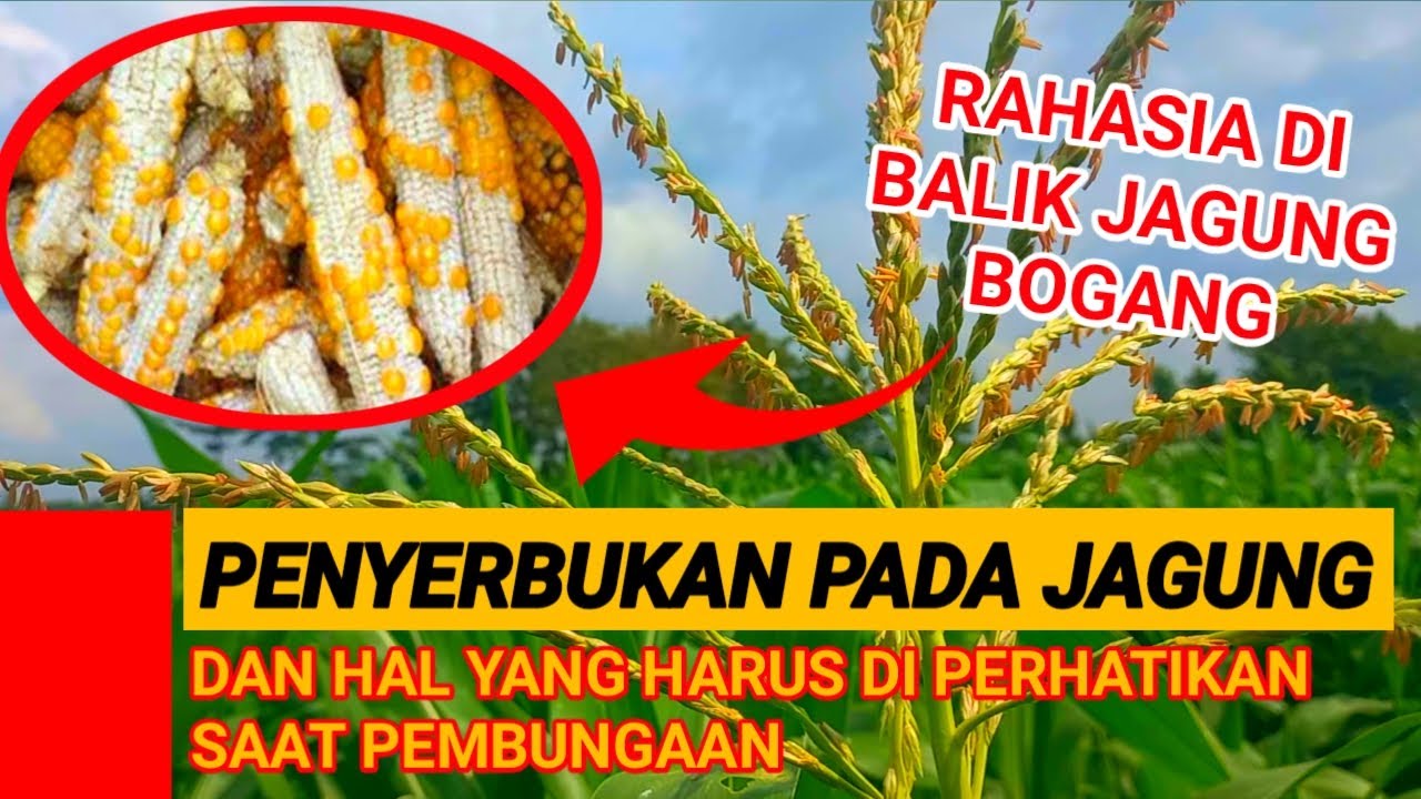 MASA PENYERBUKAN ATAU PEMBUNGAAN PADA JAGUNG DAN HAL PENTING YANG HARUS DI PERHATIKAN BISI 79 50 HST