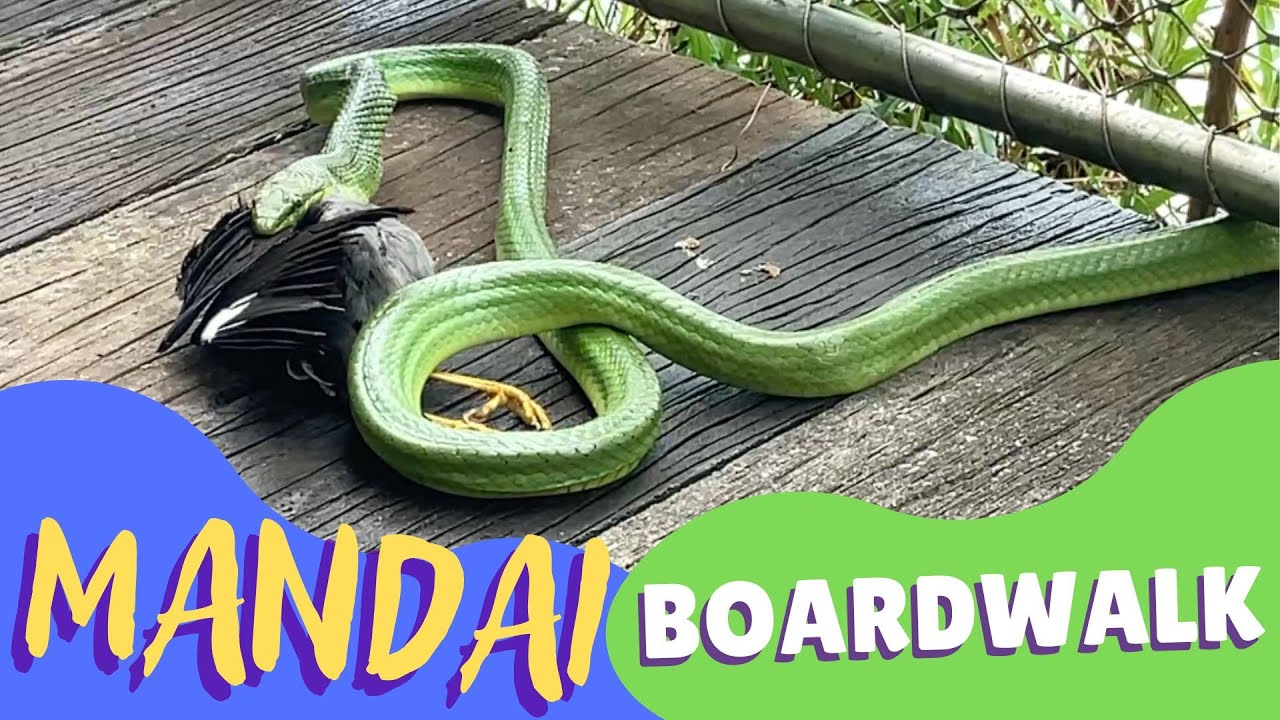 What to Expect at Mandai Boardwalk