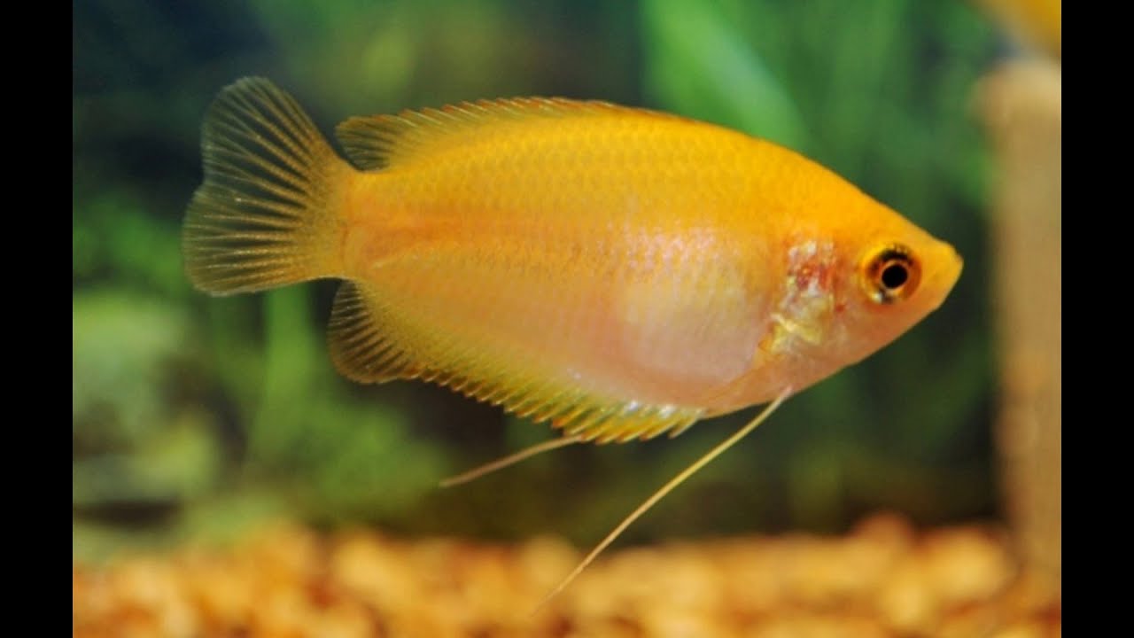 Top 10 Kribensis Tankmates