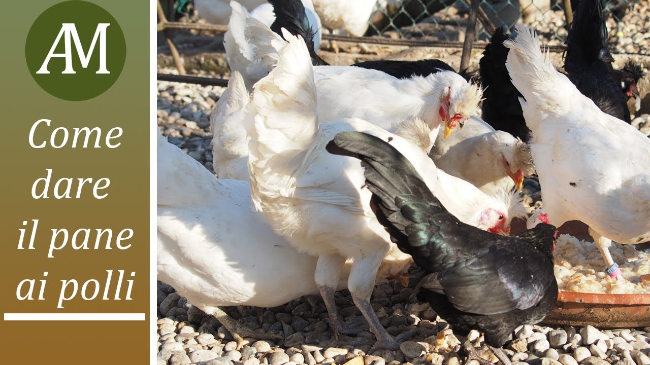 Dare il pane ai polli: quando e come offrirlo ai nostri animali  - Avicoltura e Pollaio