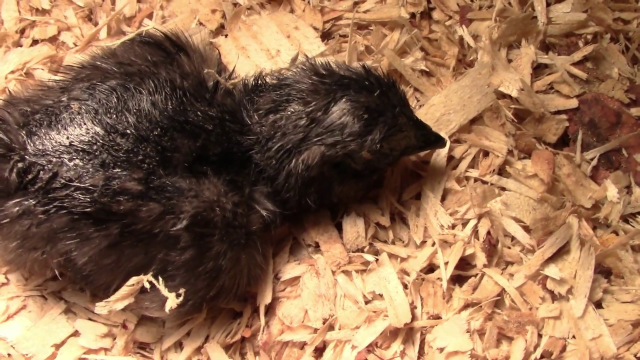 AYAM CEMANI chick hatch!! +info & BLACK chickens... FROM Blue eggs!!?? ..MECA line..