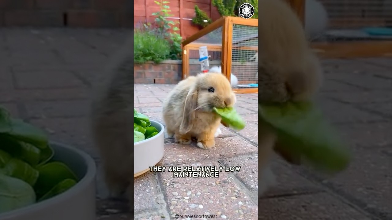 Rabbits 🐰 Reasons Why They Make Great Pets