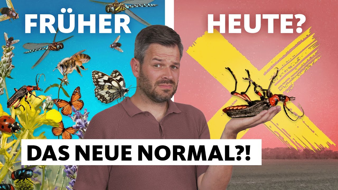 Insektensterben: Wie schlimm ist es mittlerweile? | Studio Q