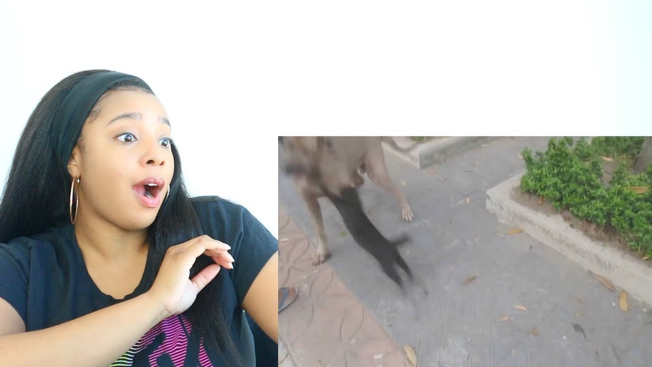 ANIMAL MOTHERS PROTECTING THEIR BABIES COMPILATION | Reaction