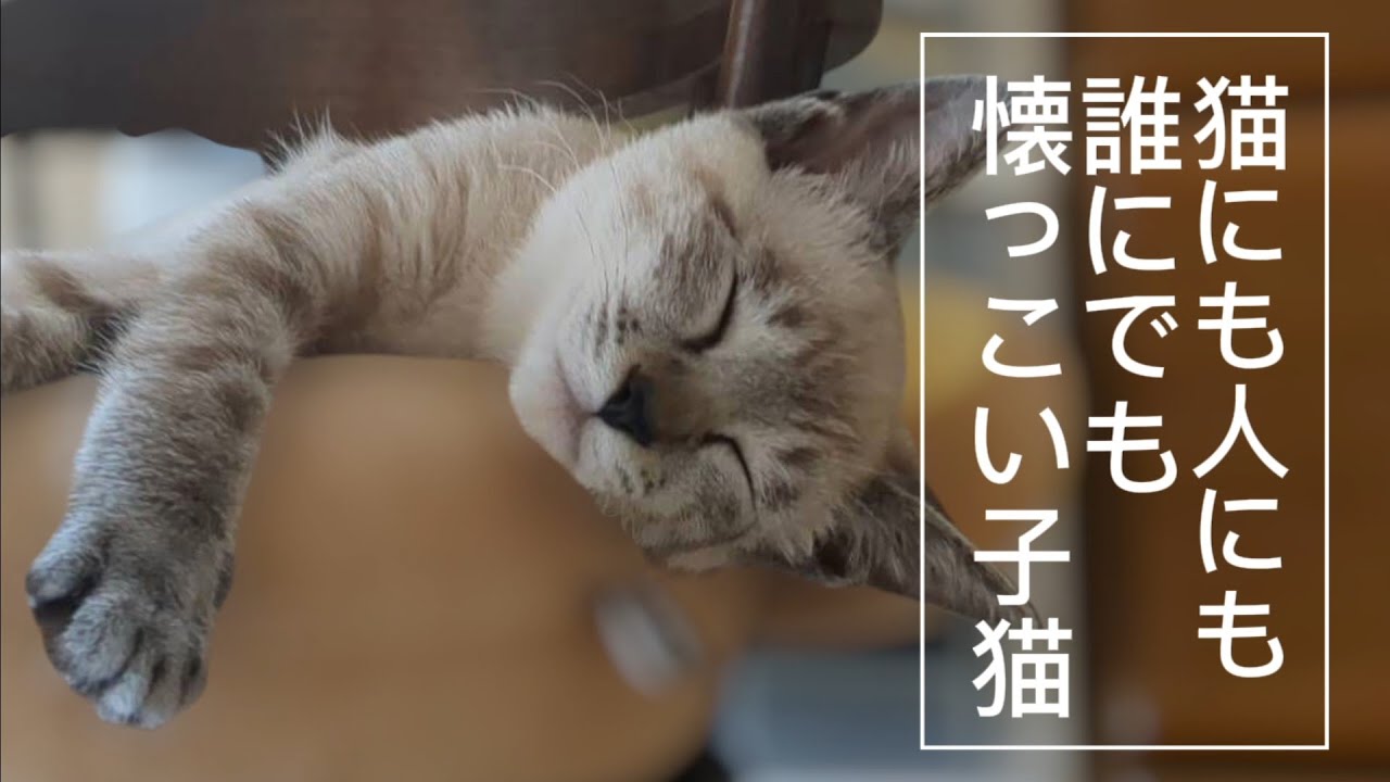 【子猫】超積極的な子猫がやってきた！（２日目）第2話