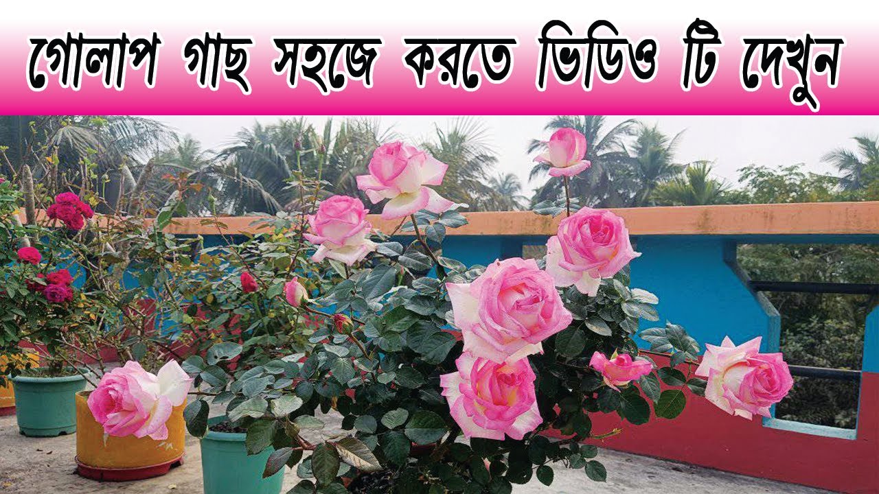 Golap Gacher Porichorja | Rose plant care in soil | Bagan bari