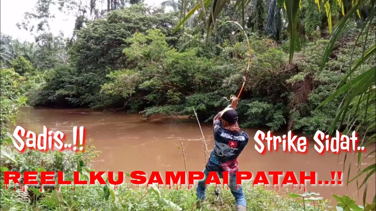 🔴S4D1S..!! JORAN MELENGKUNG,REEL PANCING SAMPAI PATAH, STRIKE SIDAT//MANCING SIDAT