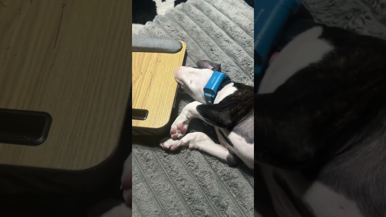 ASMR - Boxer puppy chewing on wood laptop desk 