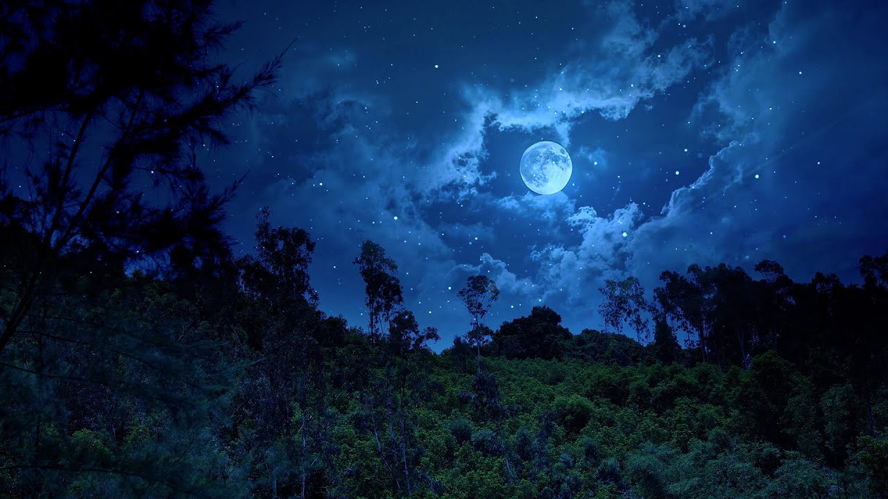 Night Forest Sounds | Crickets, Frogs, Calming Nature Sound, White Noise, Suitable for SLEEP & RELAX