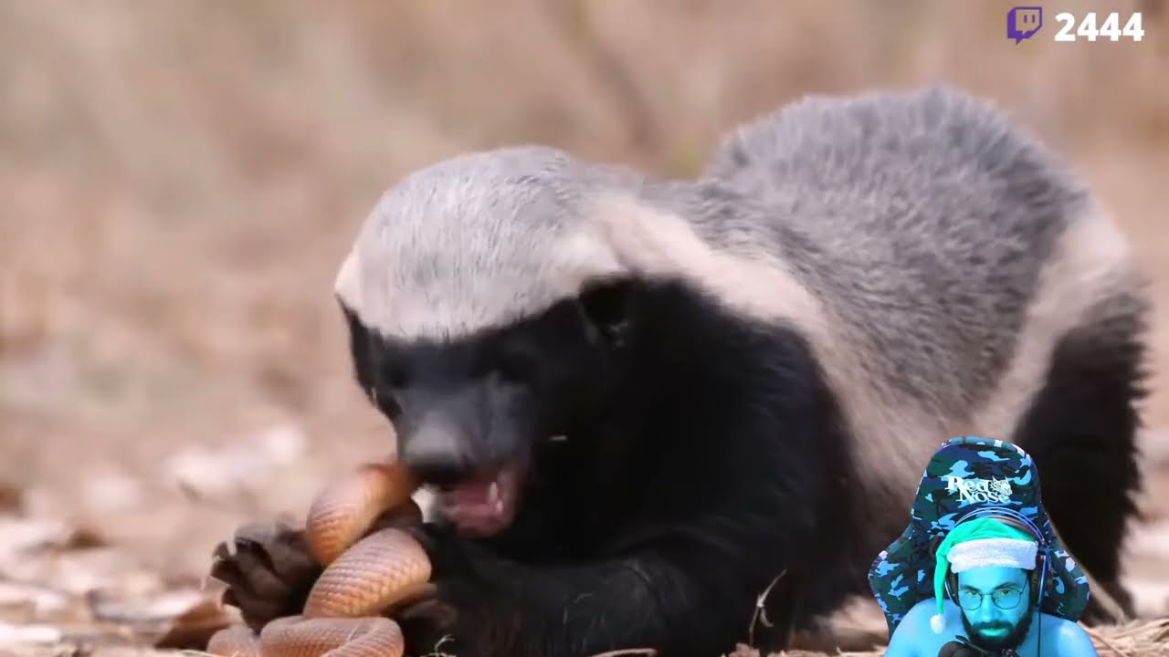 SMZINHO REAGE AO ANIMAL MAIS CORAJOSO DO MUNDO!!!