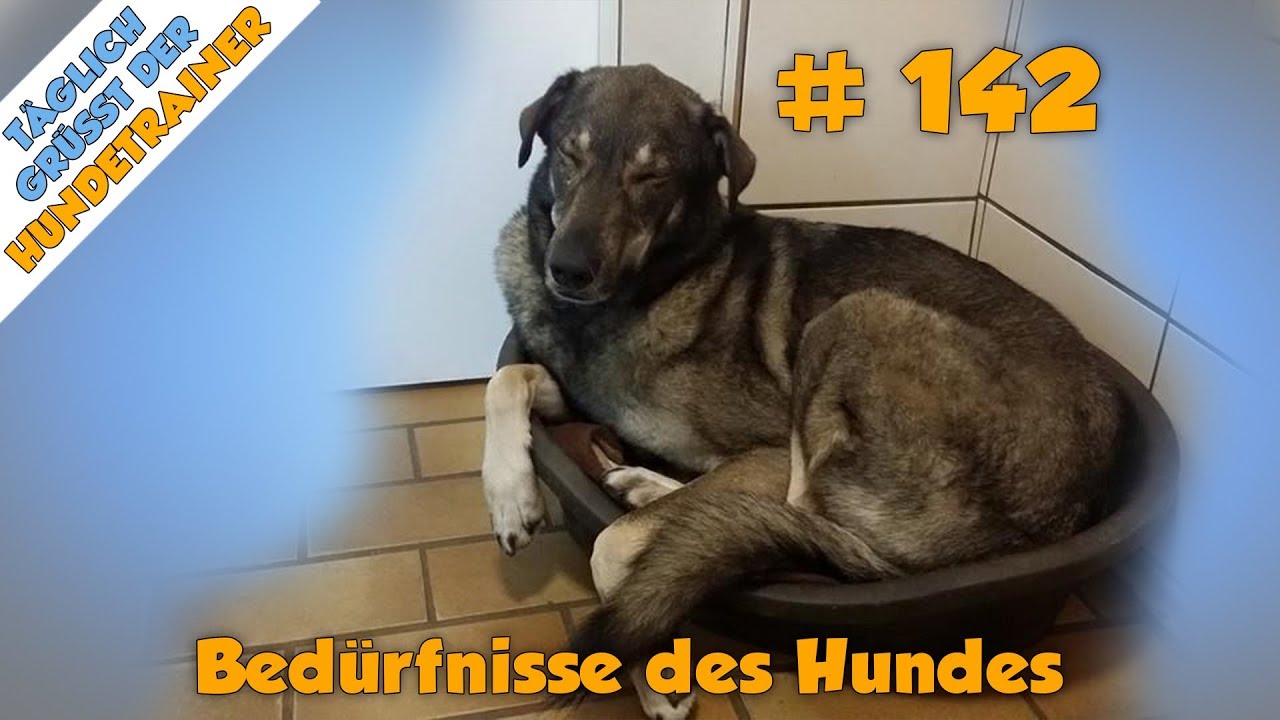 TGH 142 - Welche Bedürfnisse hat ein Hund ? Bedürfnisse des Hundes - Hundeschule Stadtfelle