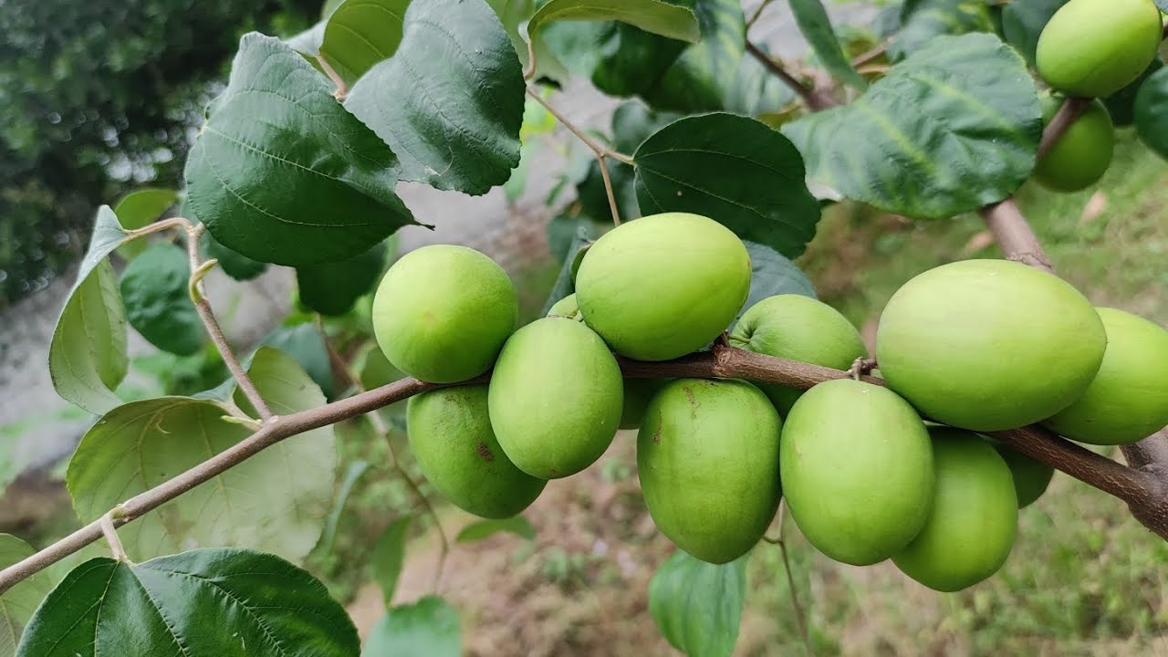 Thăm Vườn Táo Đại Mật Đẹp Nhất Yên Thế Cùng Anh Đoàn Nguyễn
