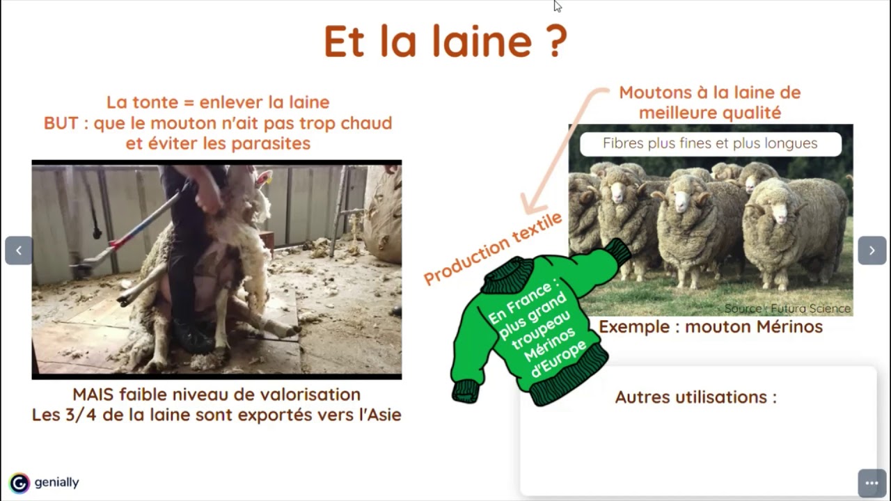 L'&eacute;levage ovin
