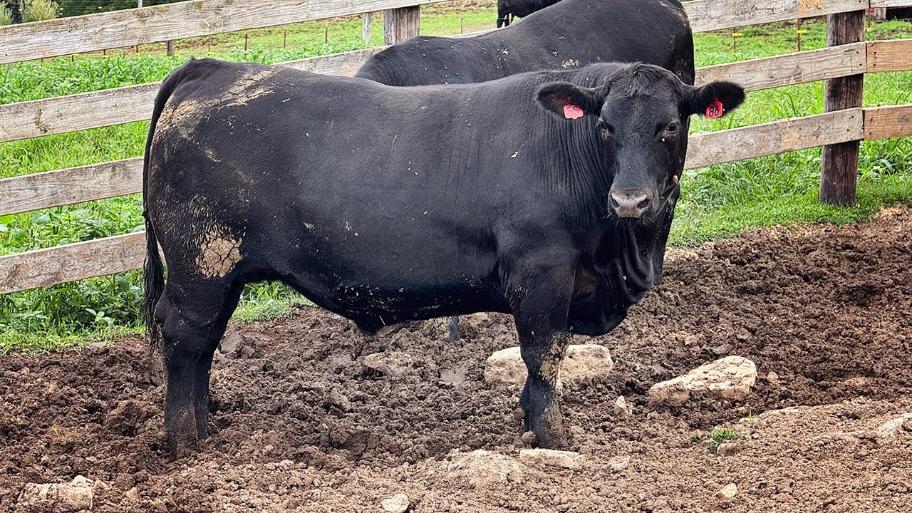 Who Knew Selling Fat Cattle Was This Easy?